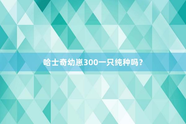 哈士奇幼崽300一只纯种吗？